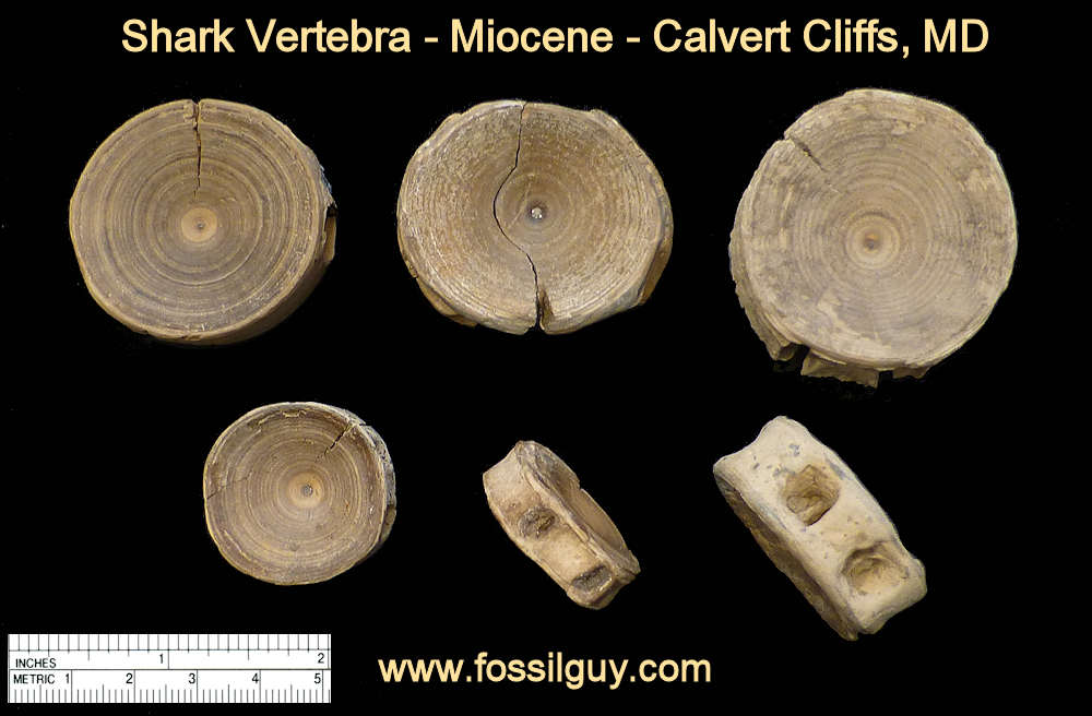 fossil shark vertebra - calvert cliffs, maryland