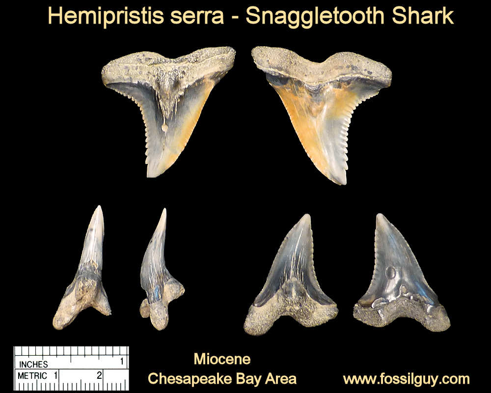 Snaggletooth shark teeth from Calvert Cliffs of Maryland
