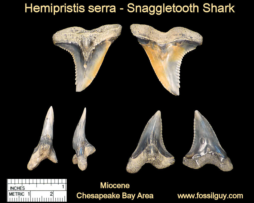 Sharkbite Script Inf Teeth