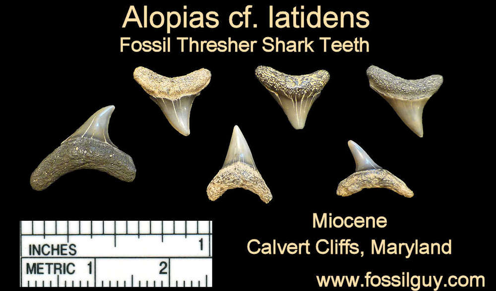 Florida Shark Teeth Identification Chart