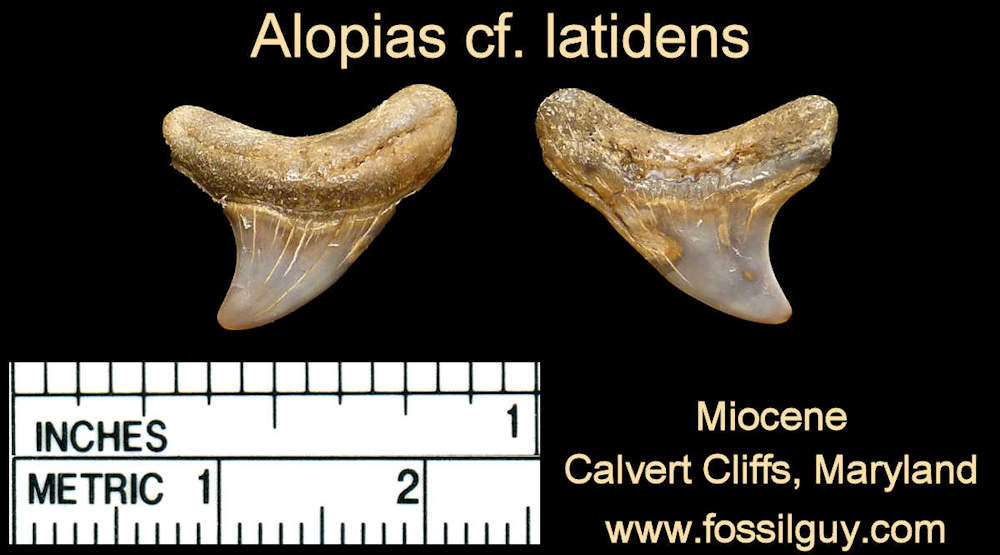 fossil thresher shark tooth - calvert cliffs, maryland