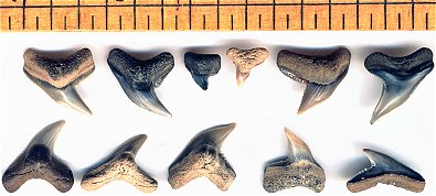 Fossil Extinct Tiger Shark Teeth