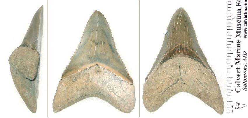 This is a robust lower megalodon tooth.