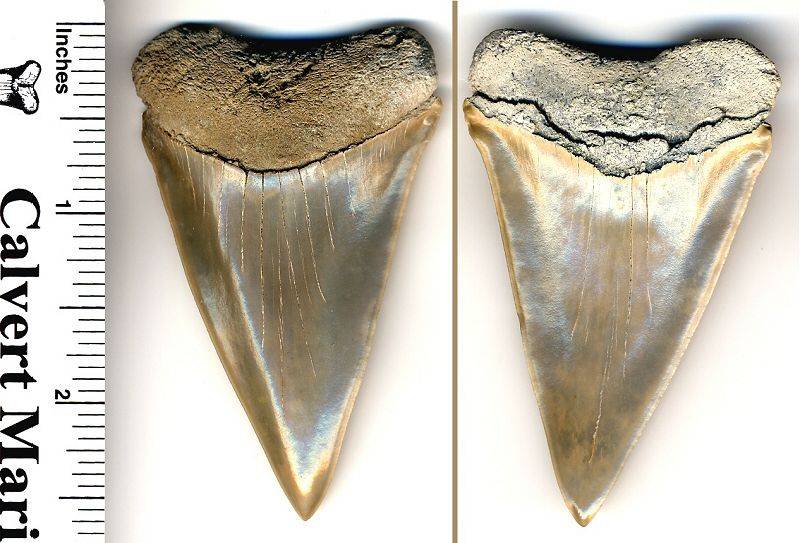 Here is a PERFECT 2 3/4 inch C. plicatilis white shark tooth.