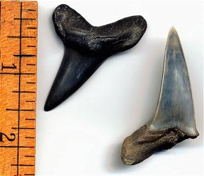 Shortfin Mako Shark Tooth - Isurus oxyrinchus - from Aurora, NC