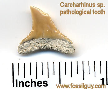 Here is a barely pathological Carcharinus sp. tooth.  It almost has a double tip.
