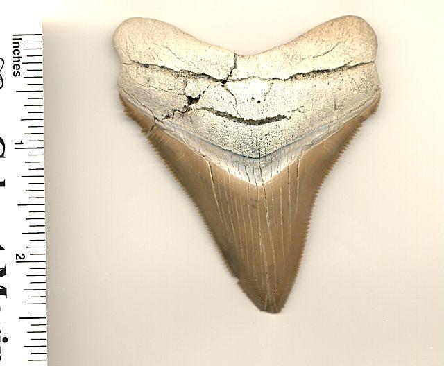 This is the 3 inch slant chubutensis fossil shark tooth.