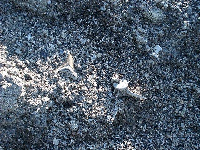 Here is the first megalodon (chubutensis) shark tooth found.  Lying exposed on a hillside of pungo.
 Notice the vertebra next to it.