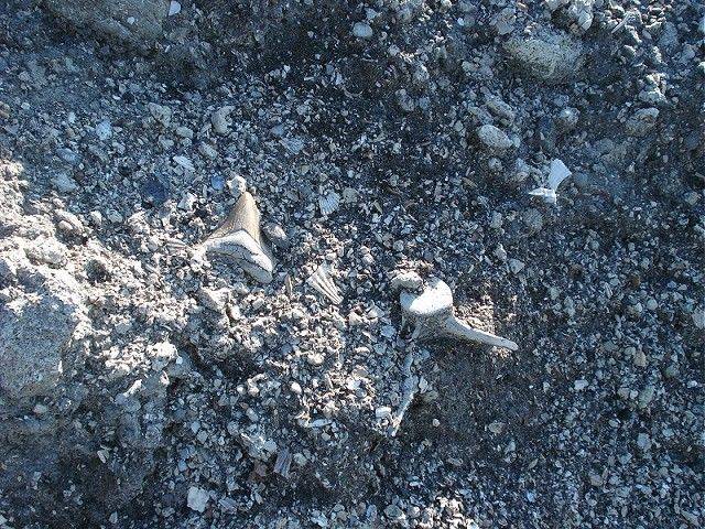 Here is the first megalodon (chubutensis) shark tooth found.  Lying exposed on a hillside of pungo.
 Notice the vertebra next to it.