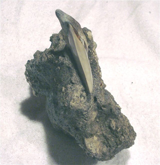 This is another angle of the prepped fossil shark tooth.