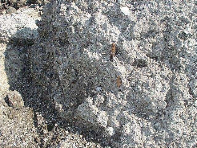 This is the second megalodon (chubutensis) shark tooth found.  Only a tiny portion of the root was exposed in the side of the limestone.  This is from the Pungo River contact layer.