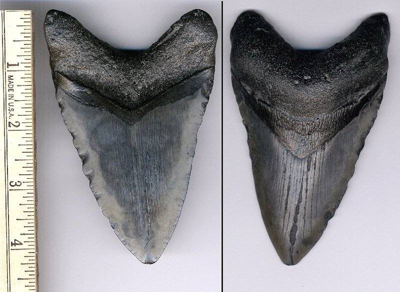 This is a decent sized Upper tooth. However the serrations are chipped off. It has the look of a reworked fossil.