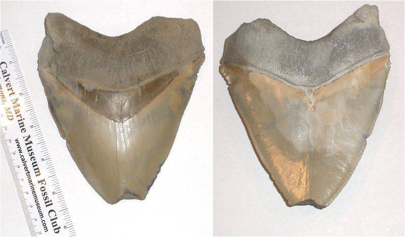 This is the monster megalodon shark tooth.  It has a 6 inch slant height, even with the feeding damage.