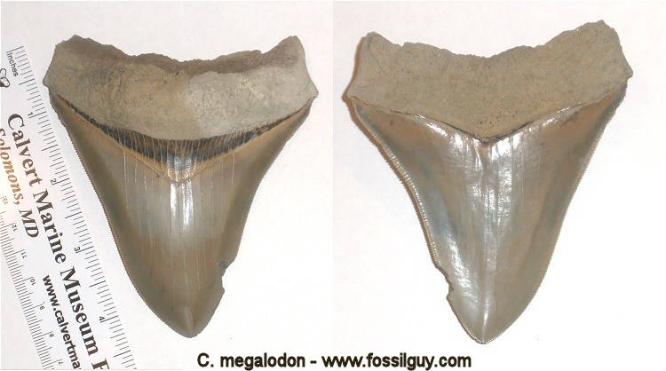 Here is the fossil megalodon shark tooth cleaned off.  Notice the nasty root... Unfortunate.