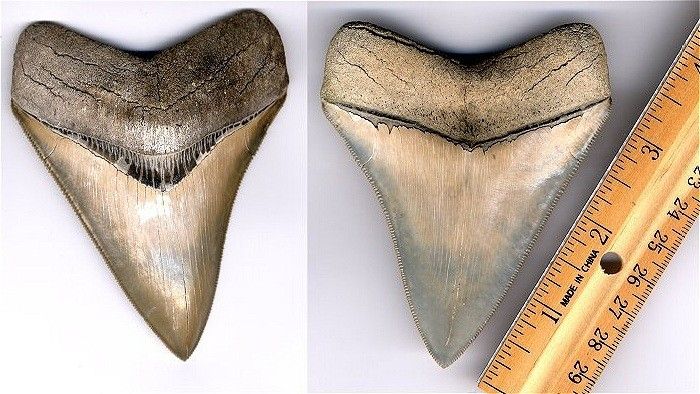 large megalodon shark tooth from South Carolina