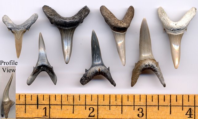 fossil sand tiger shark tooth - Aurora, North Carolina