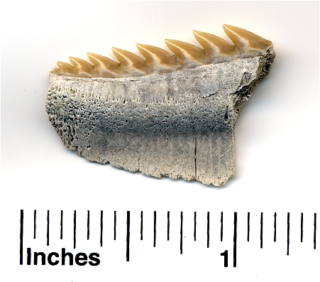 Here is a rare Hexanchus gigas tooth I found at the mine.  Notice the cool cone is broken off.