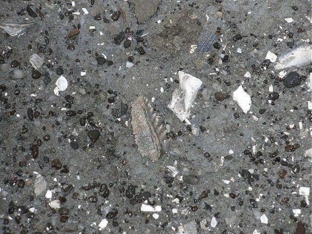 Here is a beautiful lower Hexanchus tooth that the rain had just exposed.