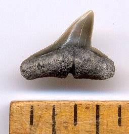Fossil Hammerhead Shark Tooth