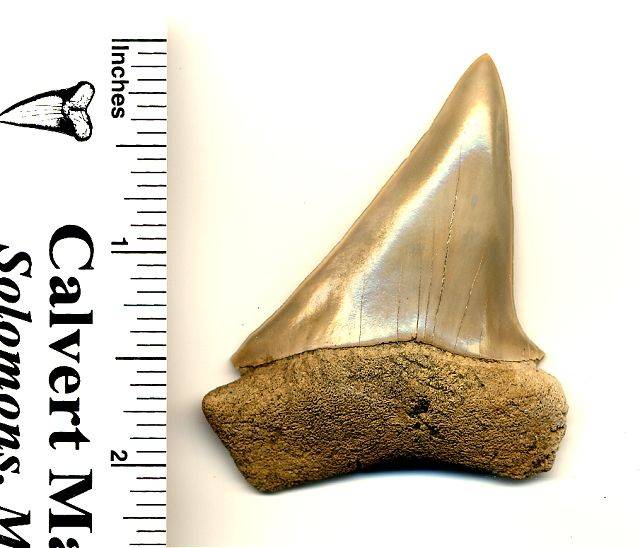 Here is a nice Extinct white (C plicatis). it has a 2 5/16 inch slant height.