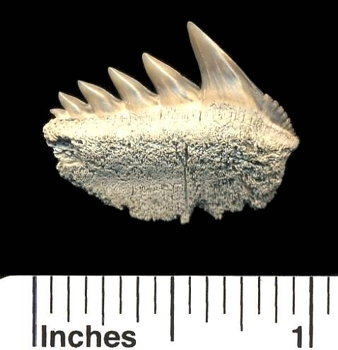 Bluntnose sevengill cow shark tooth