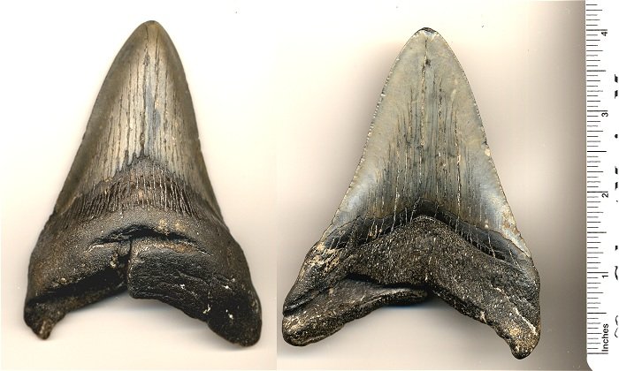 This is an upper megaloton shark tooth. The root has some damage done to it.