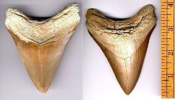 large megalodon shark tooth from South Carolina