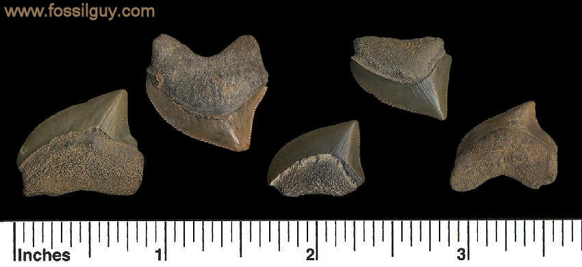 Fossilized Crow Shark Teeth 