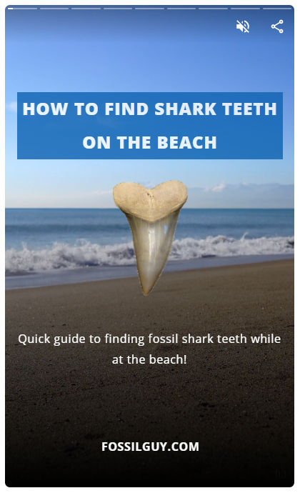 how to find fossil shark teeth