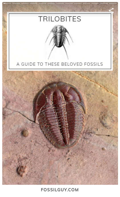 trilobite facts