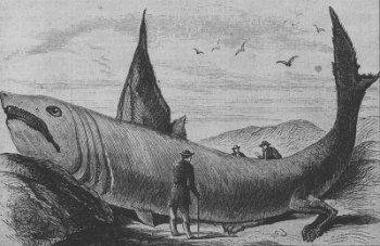 a basking shark from the October 24, 1868 issue of Harpers Weekly - These giant creatures are easily confused with sea monsters