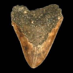 a New Caledonian Megalodon Tooth