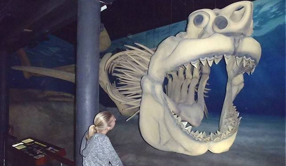 Inside bizarre conspiracy theory 60-foot prehistoric megalodon