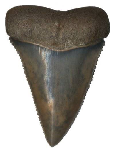 Great White Fossil Shark Tooth