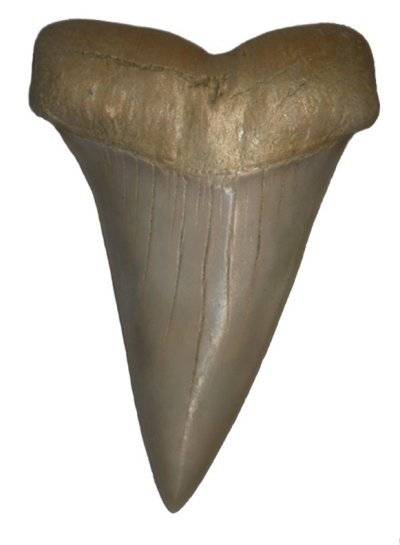 Fossil tooth of Isurus hastalis. Height 5.4 cm. Middle Miocene. California/USA.