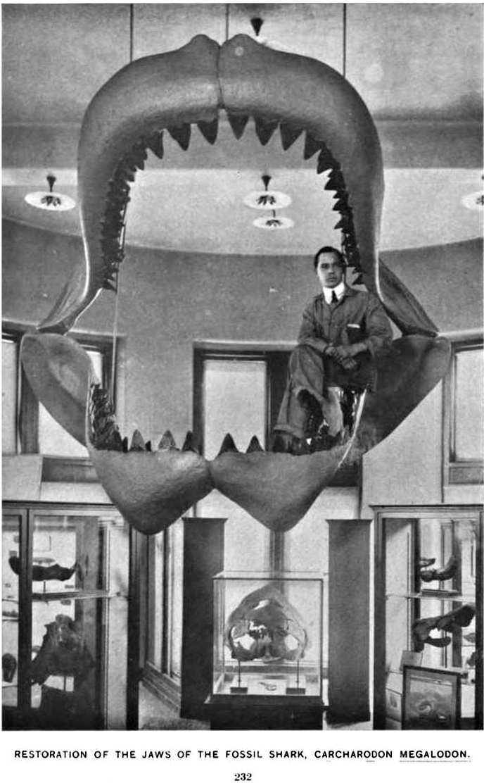The first megalodon
jaw reconstruction - Bashford Dean 1090