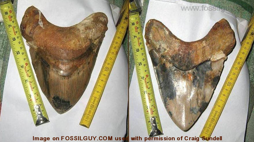 This is possibly one of the worlds largest megalodon teeth from Chile