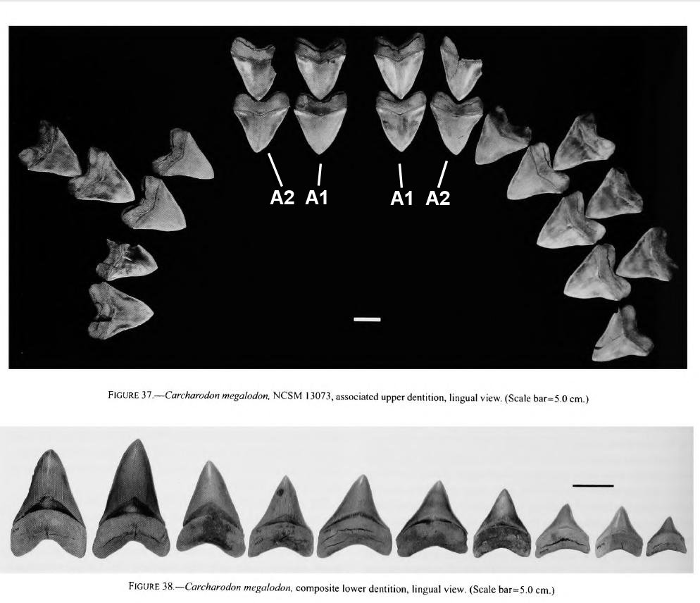 Partial Associated Megalodon Dentition from Purdy et al., 2001.