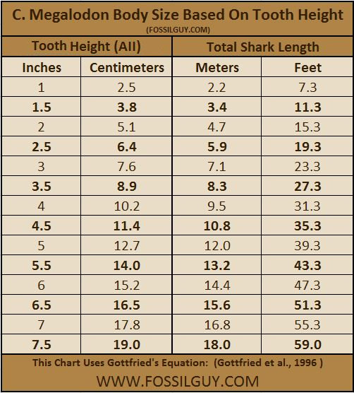 Megalodon Size Chart