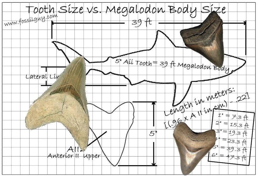 How large was the megalodon that your fossil tooth came from?