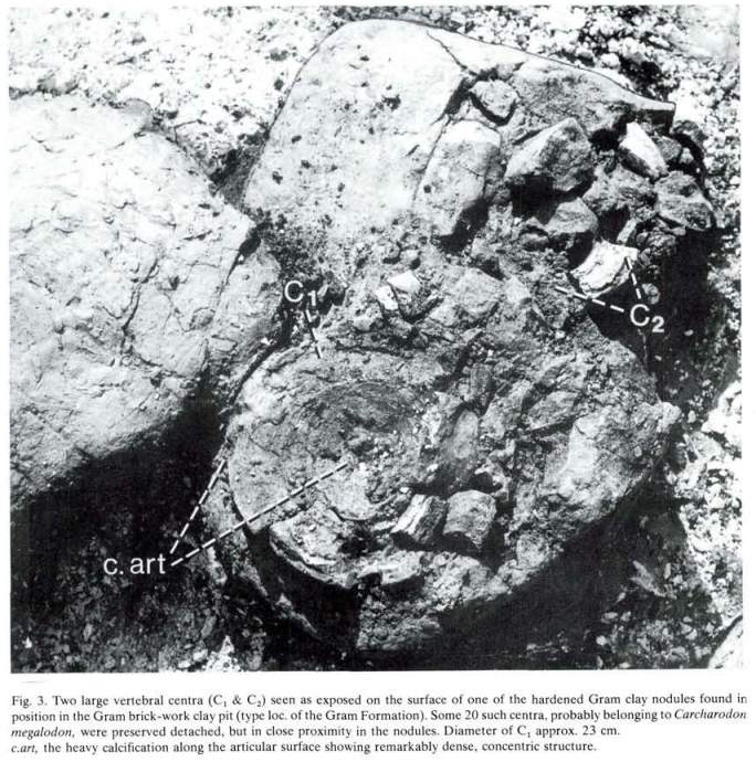 23 cm Megalodon Vertebra in Denmark - from: (Bendix-Almgree et al., 1983)