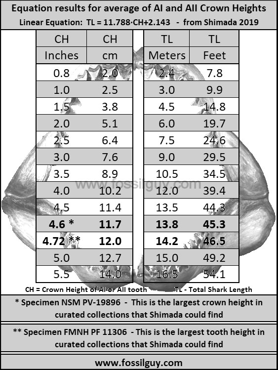 Megalodon size chart based on megalodon tooth height