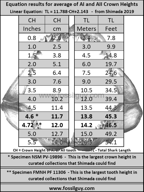 Shark Tooth Size Chart