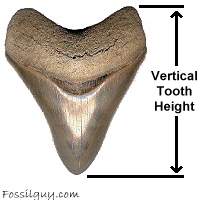 Vertical Height Measurement of a Megalodon Shark Tooth