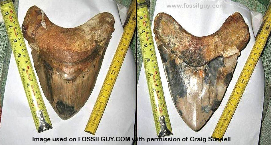 Tooth value megalodon Classic Bone