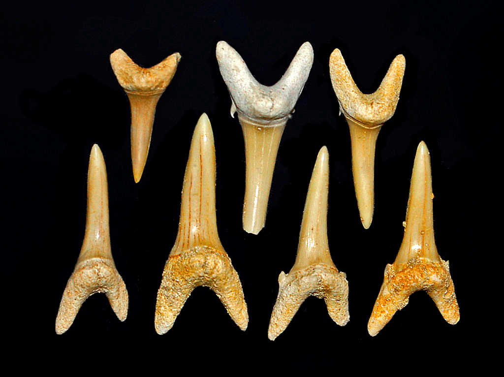 These are Carcharias tingitana shark teeth from the Khouribga region.  They are also common teeth found in the mines. Image Credit: Hectonichus (CC BY-SA 3.0).