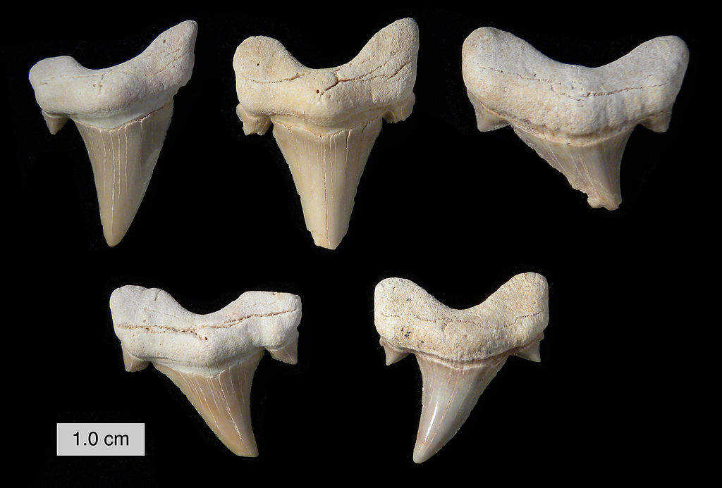 Examples of Otodus obliquus shark teeth from the phosphate mines of Morocco. Credit: Wilson44691 (CC0 1.0)