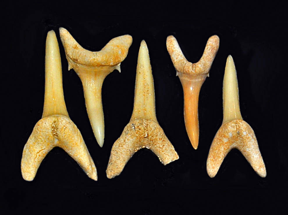 These are Striatolamia whitei shark teeth from the Khouribga region.  They are also common teeth found in the mines. Image Credit: Hectonichus (CC BY-SA 3.0).