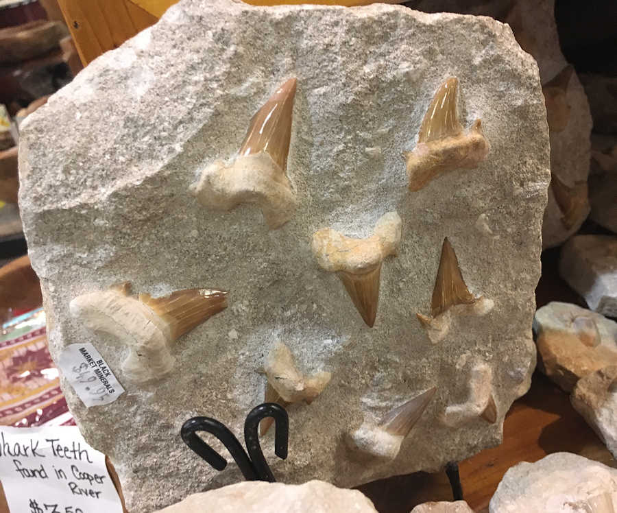 Otodus shark teeth in a composite matrix.  These teeth are real, but they have been placed in an artificial matrix for display purposes.