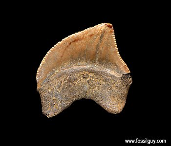 Squalicorax fossil shark tooth from Big Brook, New Jersey